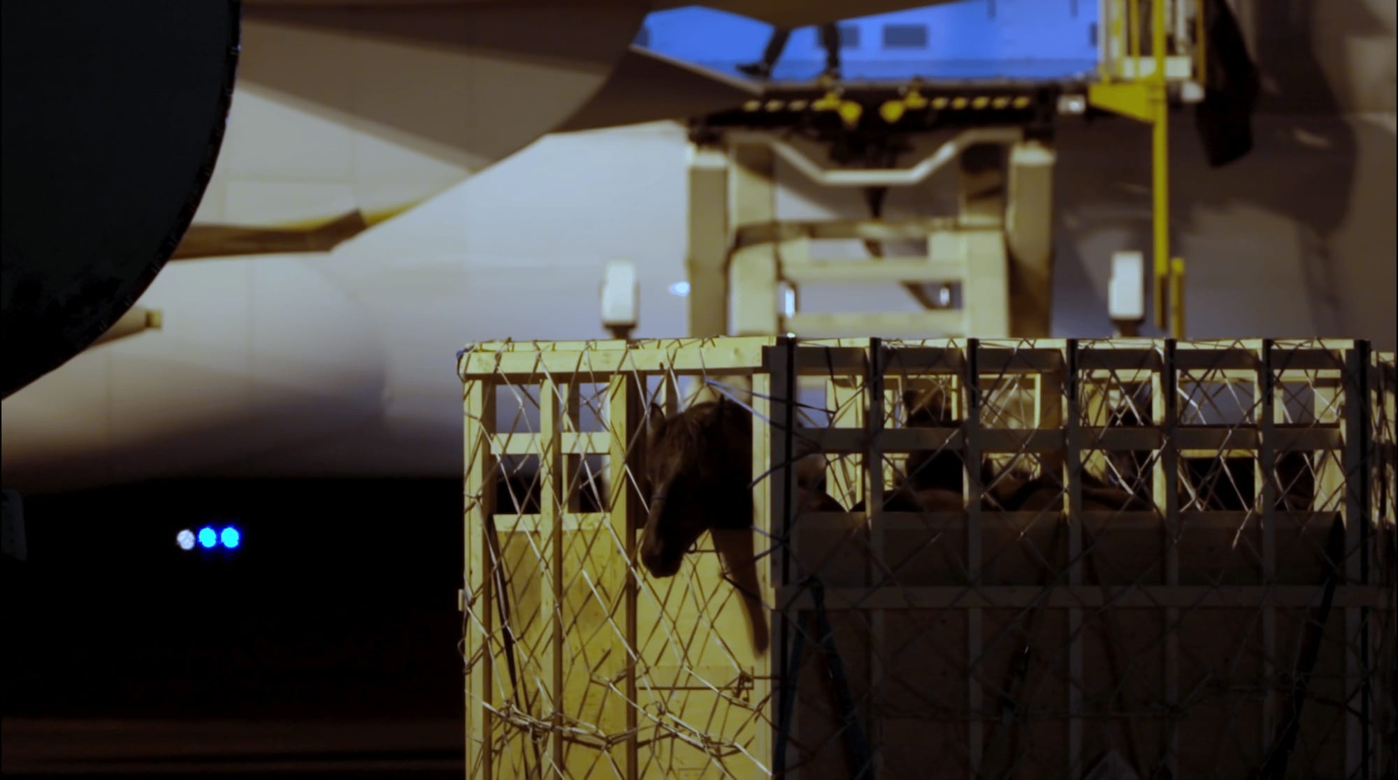 Canadian horses in shipping crate waiting on tarmac to be loaded onto plane.
