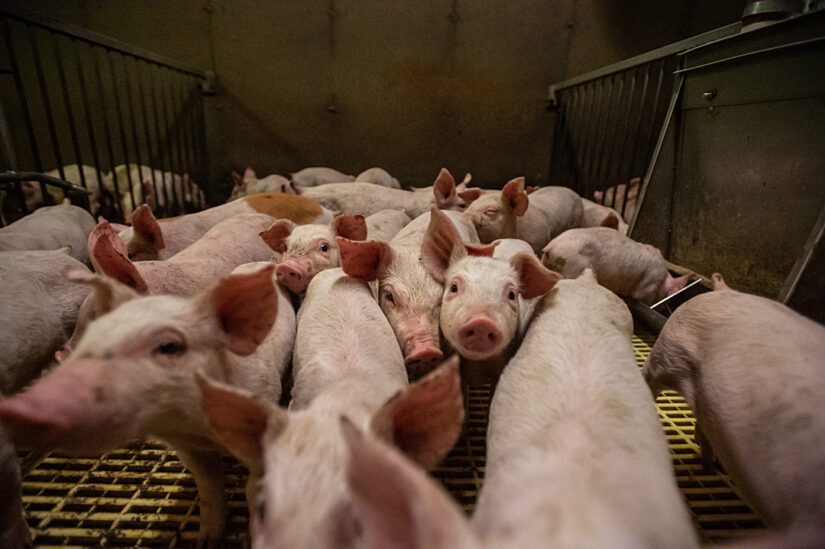 Pigs in a pen.