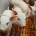 Piglets on a pig farm.