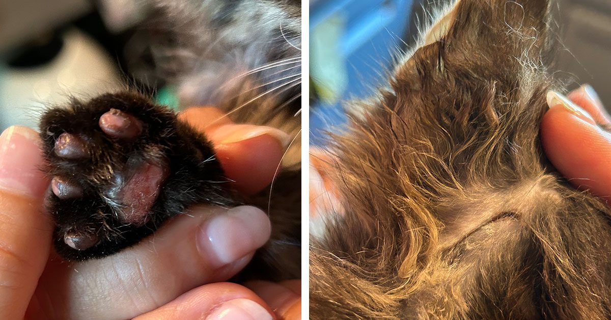2 side-by-side pictures of kitten Fred: his burnt paw pads and a laceration behind his left ear