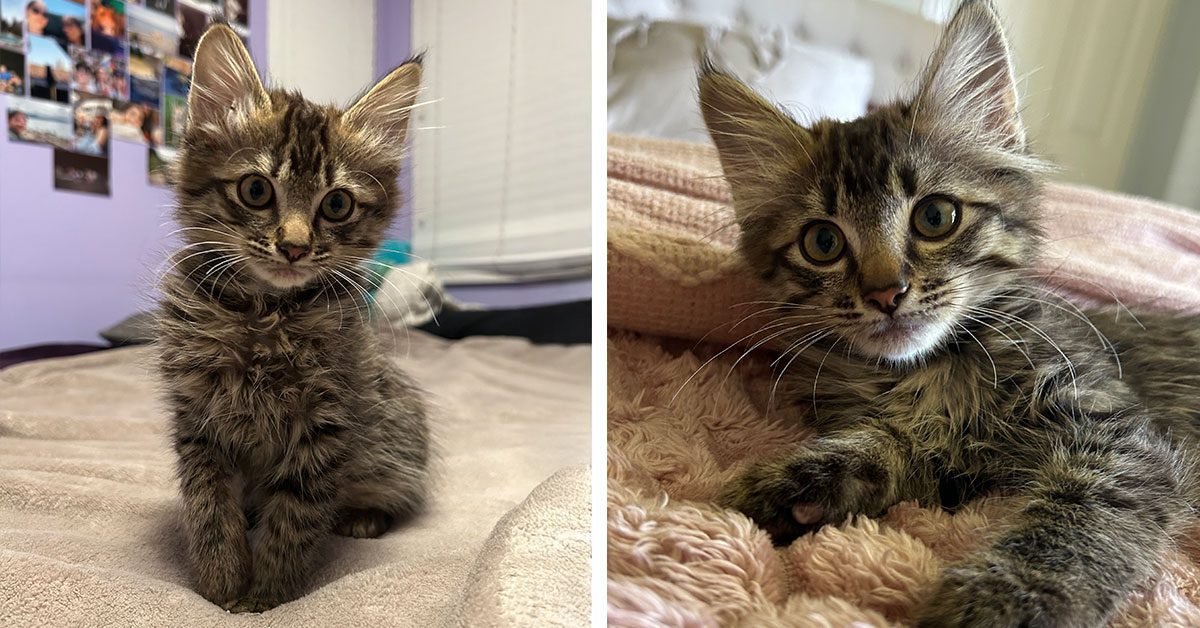 side-by-side pictures of cute kitten Fred during his vet visit.