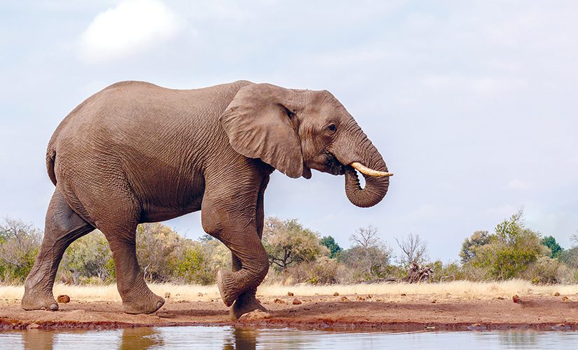 An african elephant with their trunk in their mouth walks beside a watering hole that shows their reflection.