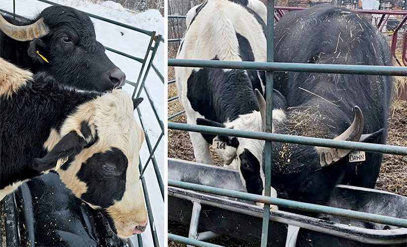Dusk, a black and white cow, and her best friend Dawn, a black water buffalo, enjoying a snow day together and eating from the same trough.