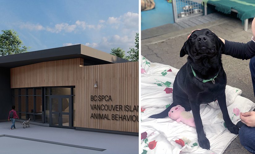 A 3D model of the exterior of the proposed Animal Behaviour Centre being built in Cowichan. Beside it, a photo of Phoenix the black lab mix dog getting some well-deserved pats on the head.