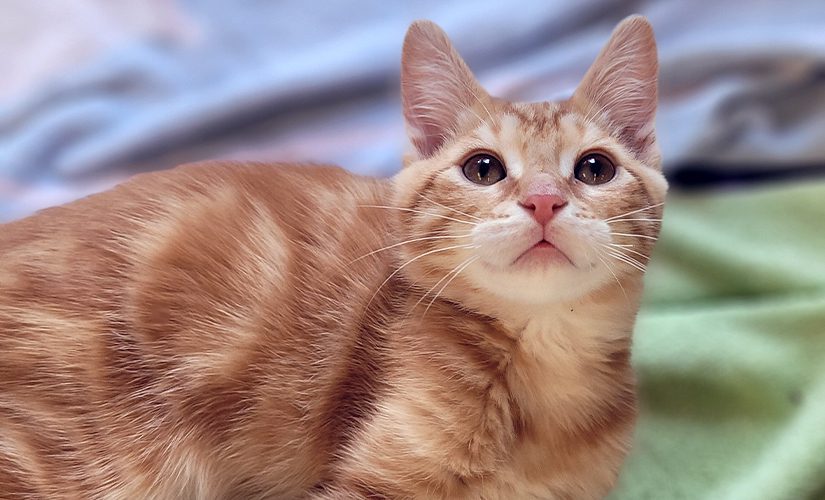 Kale, an orange kitten with a pink nose, looking up.