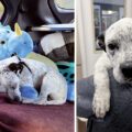 Milo, a black and white speckled pitbull terrier, sleeps in the back of a car while cuddling with a big stuffed dinosaur. A second photo shows him looking over a BC SPCA staff member's shoulder while being carried.