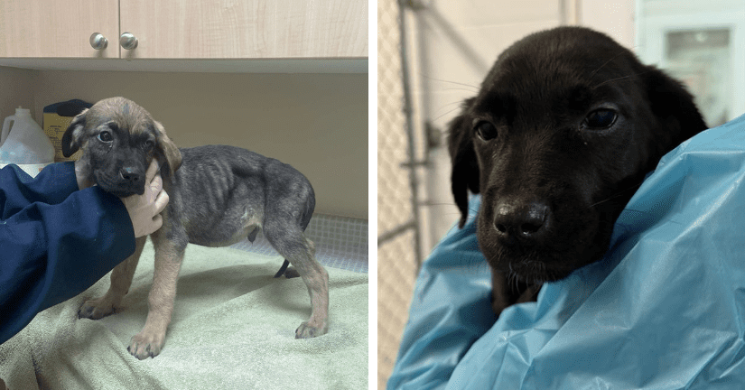 very skinny puppy on intake and puppy being held by caring staff