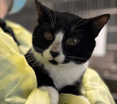 Black and white cat with frostbite on his nose, being held by medical staff in PPE