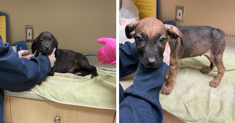 very skinny puppy on intake and puppy being held by caring staff