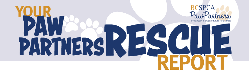 Your BC SPCA Paw Partners Rescue Report!