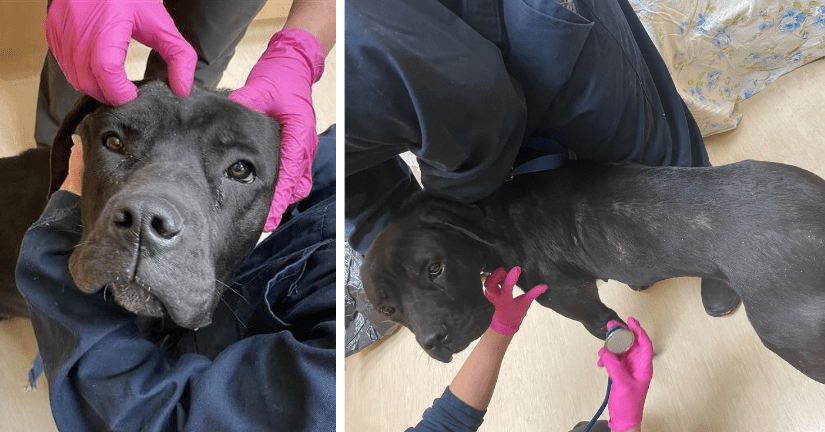 very skinny puppy on intake and puppy being held by caring staff