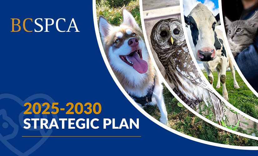 A banner for the 2025-2030 Strategic Plan, featuring a happy husky, a barred owl in a recovery enclosure, a cow standing in a sunny pasture, and a fluffy grey kitten being held by a shelter attendant.