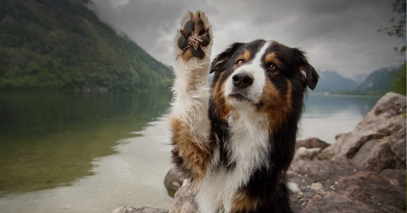 Collie-type dog with a paw up in front of a lake