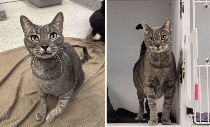 cat Barry ID #603172 available for adoption at BC SPCA Richmond Animal Centre