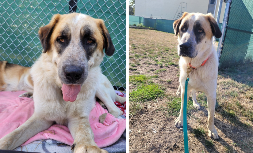 dog Henry ID #59634 available for adoption at BC SPCA Richmond Animal Centre