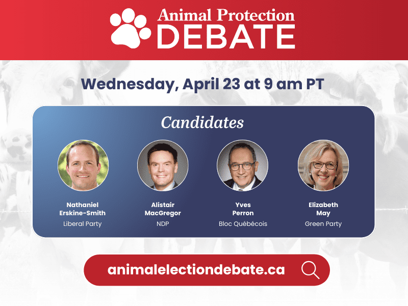 Animal protection debate