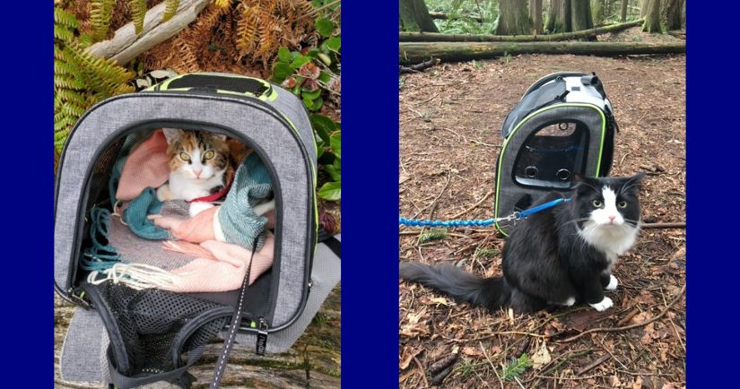 two pictures of cats resting with backpacks while outdoors