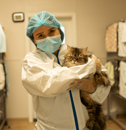 Persian cat in arms of person wearing protective equipment