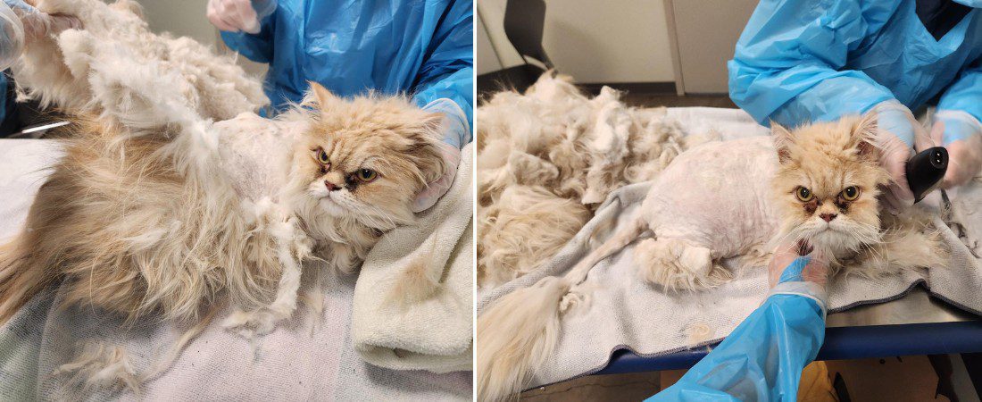 Two images depict a person grooming a badly matted cat, emphasizing the careful attention given to the cat's grooming needs.