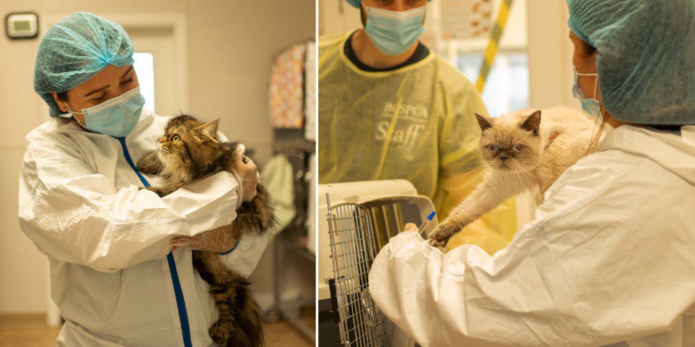 very skinny puppy on intake and puppy being held by caring staff