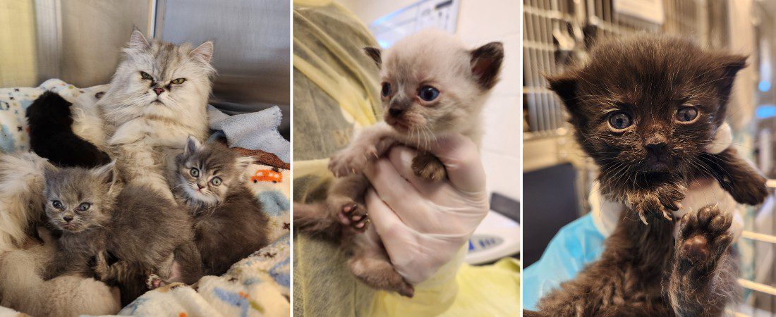 very skinny puppy on intake and puppy being held by caring staff