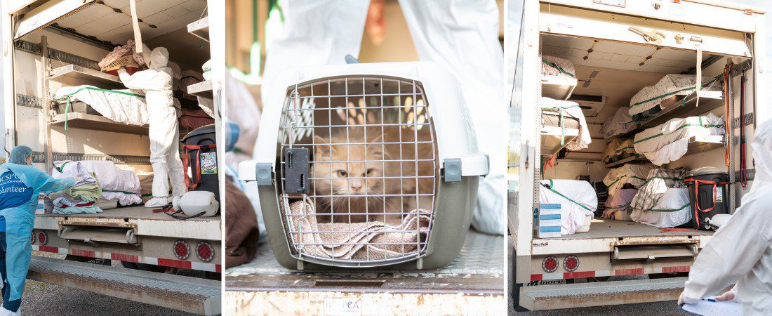 three fluffy cats in care