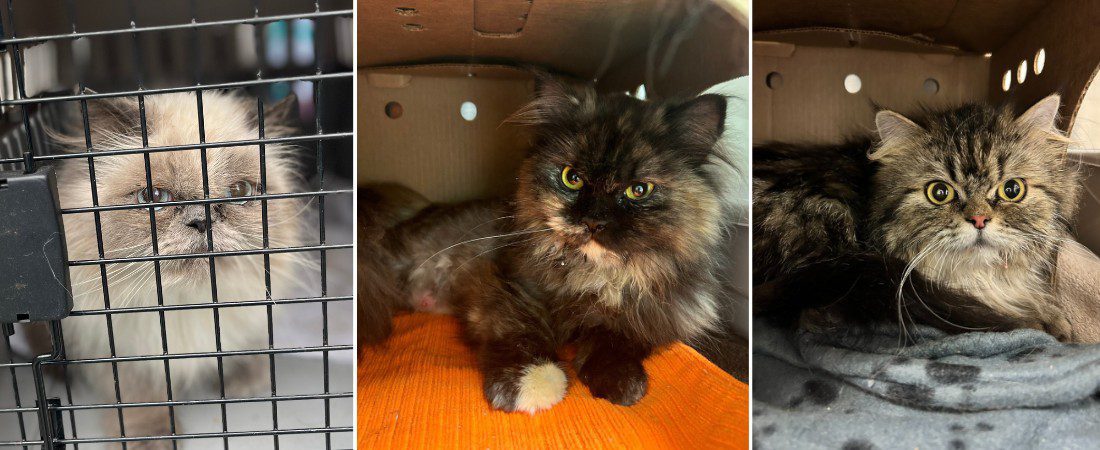 three fluffy cats in care