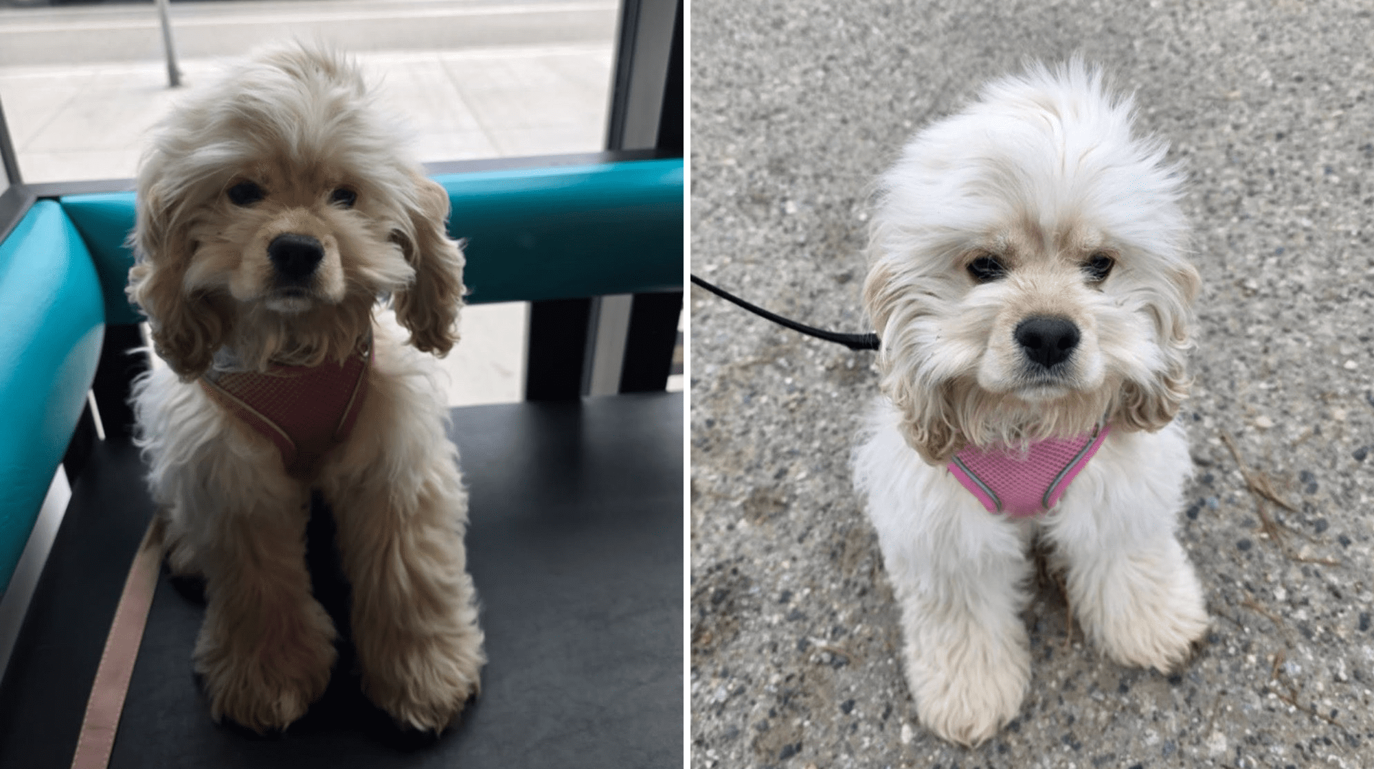 Two photos of Daisy looking cute as a button