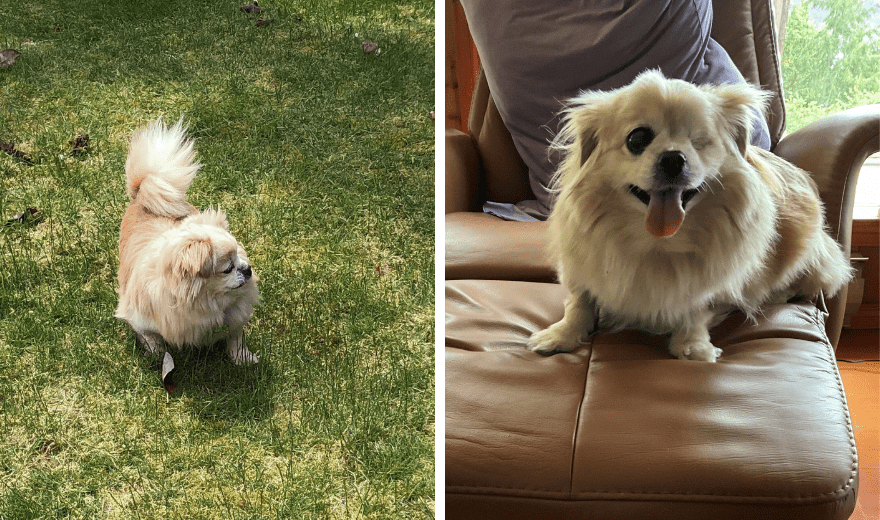 2 Images: Left Image: Gracie the Pomeranian on a green field of grass. Right Image: Gracie on her favourite chair
