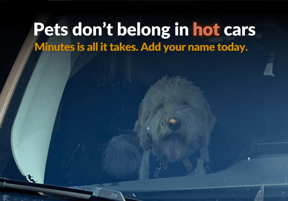 White dog staring out of the windshield of a vehicle with text overlay reading Pets don't belong in hot cars. Minutes is all it takes. Add your name today. 