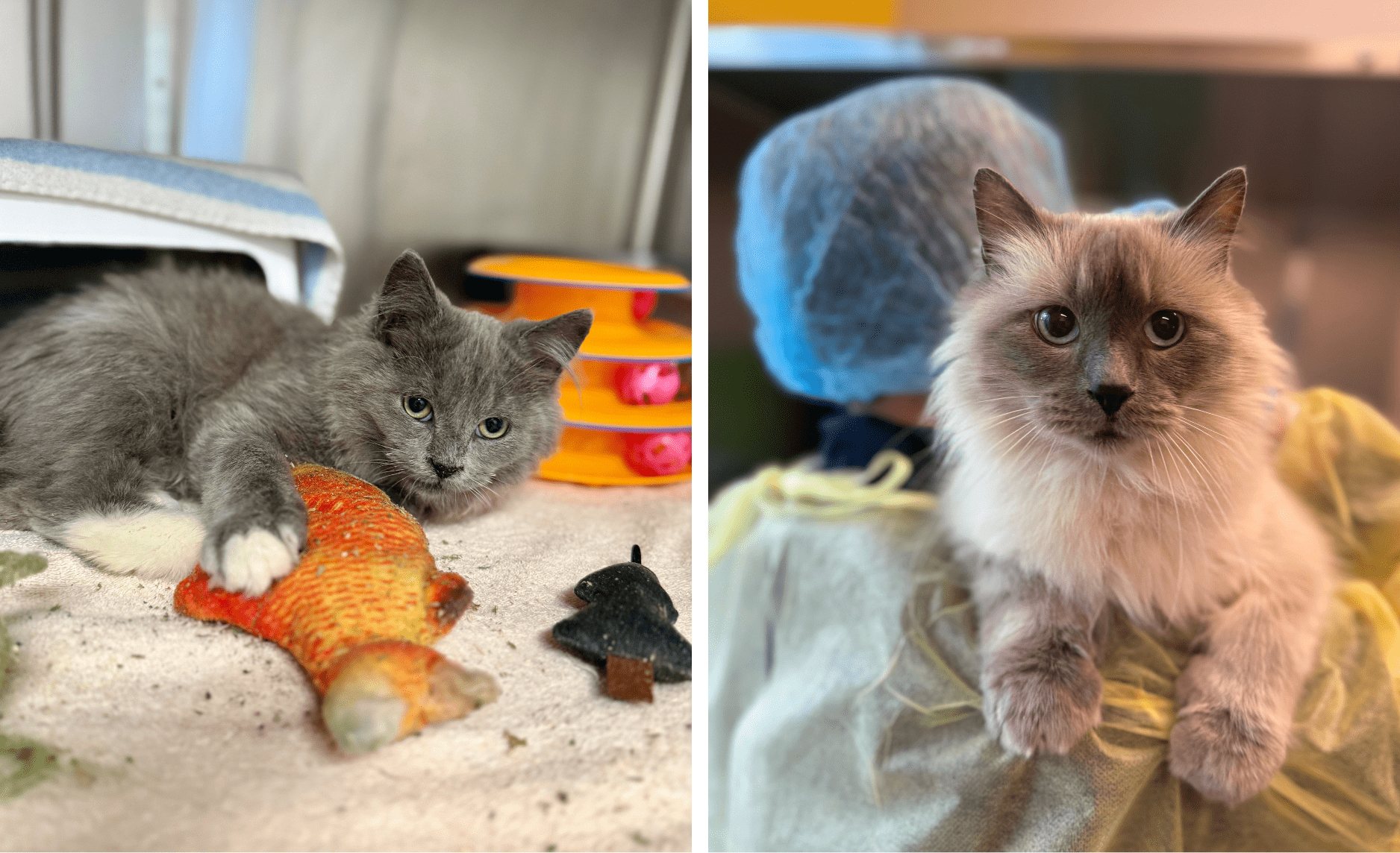 Left image a Ragdoll playing with a fish toy. Right image Ragdoll cat being held over shoulder.