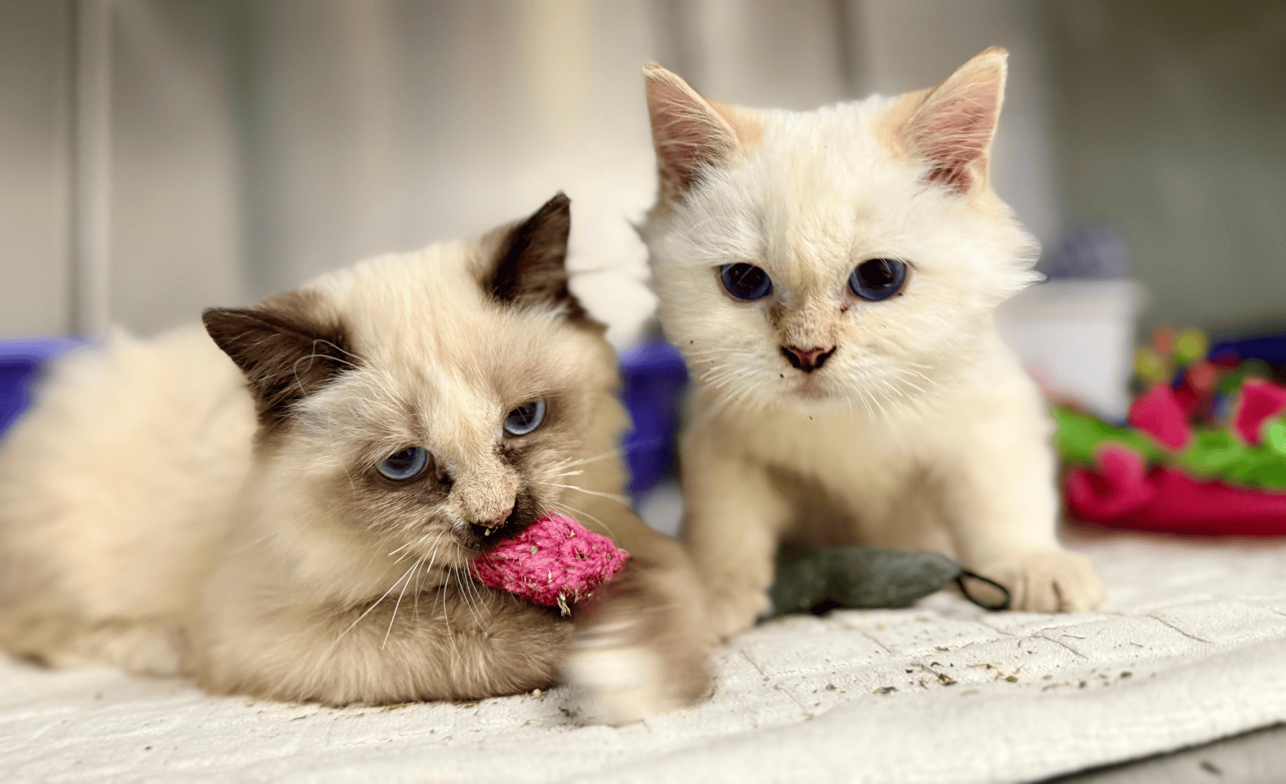 Two cream-coloured Ragdoll kittens playing with toys