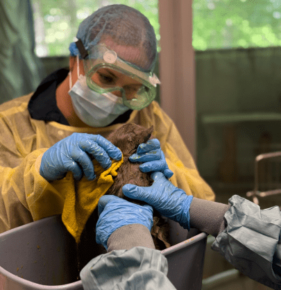 grey kitten being gently bathed by two caregivers wearing full PPE