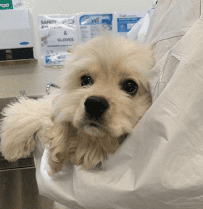 Fluffy white puppy with huge eyes