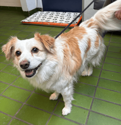 small white and brown dog standing on green tile floor