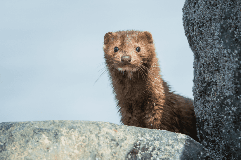 Mink outdoors on a rock