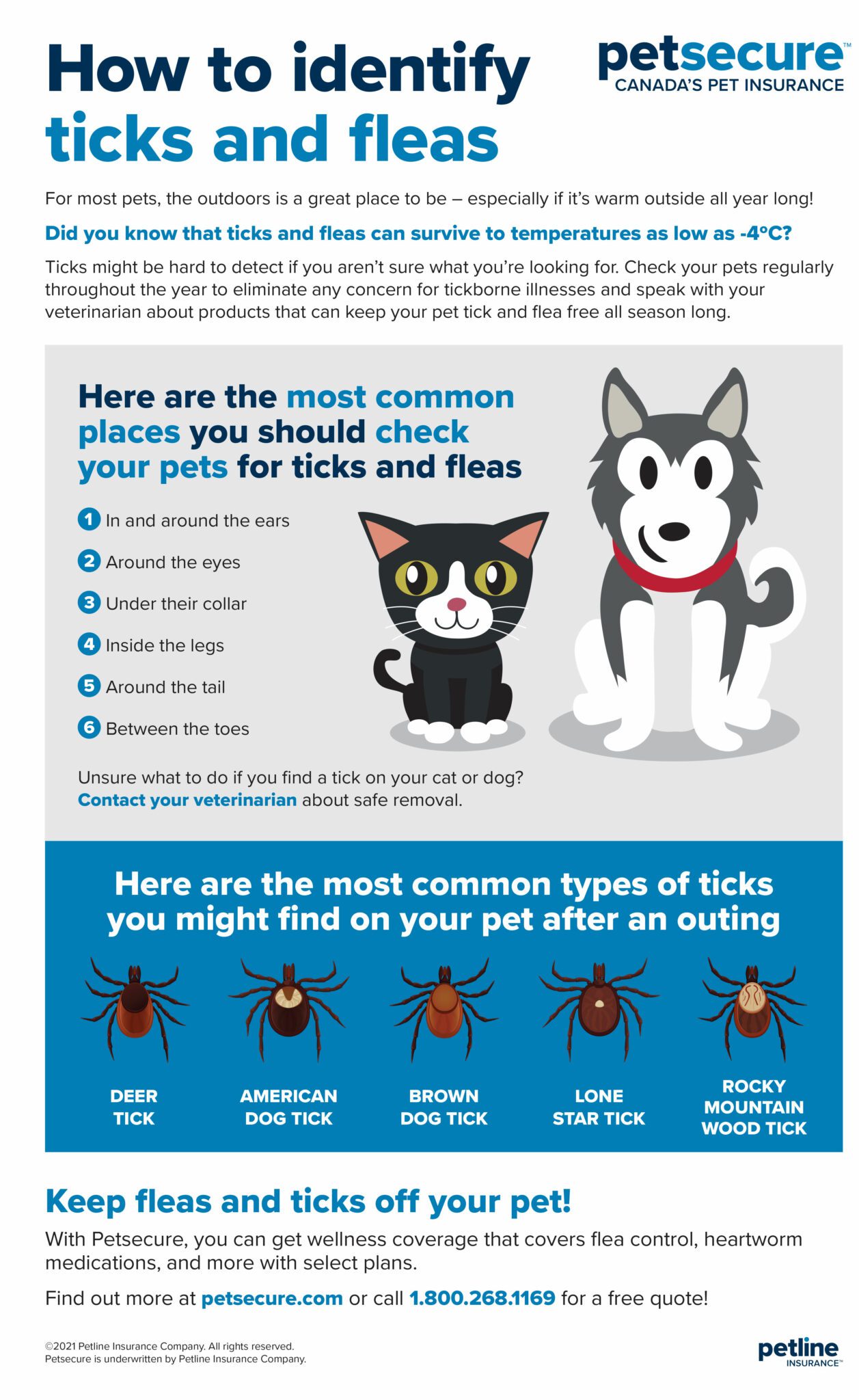 How to identify ticks poster