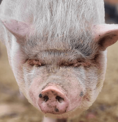 pot bellied pig with eyes shut