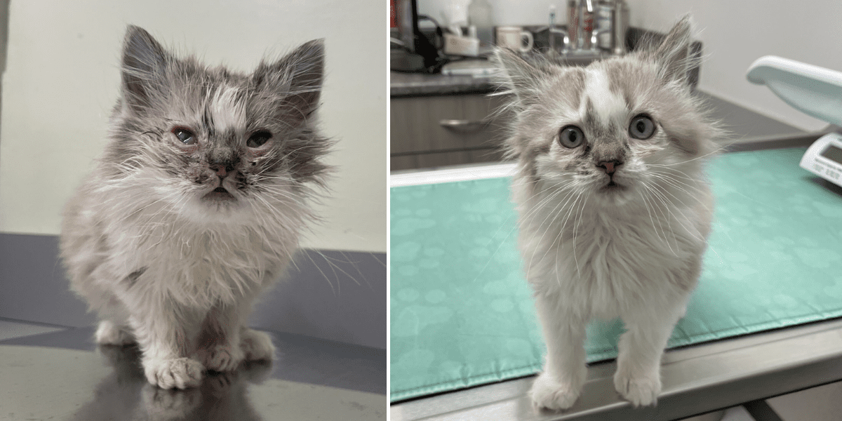Fluffy before and after
