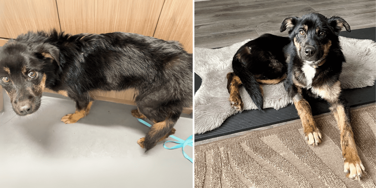 Holly before and after