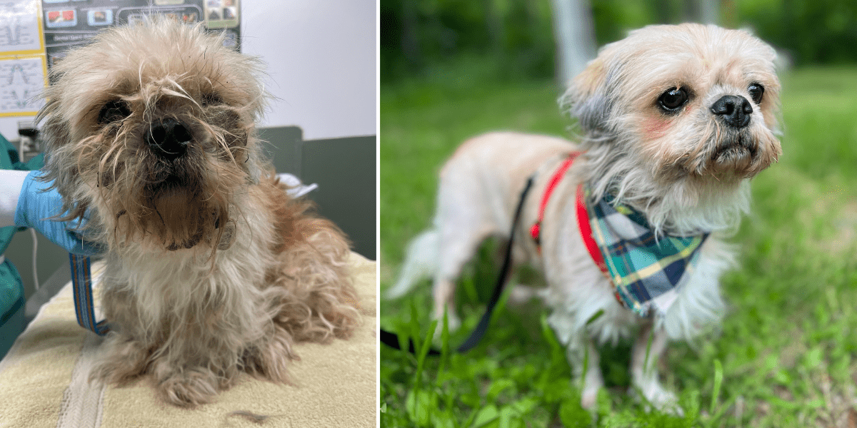 Yorkshire Pudding (formerly Sunny) before and after