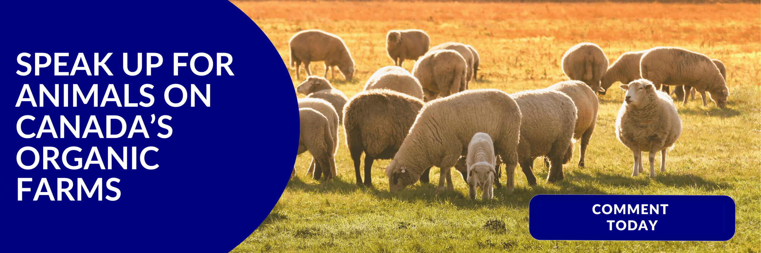 Speak up for animals on Canada's Organic Farms