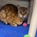 Spotted Bengal cat lying on blue towel
