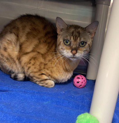 Bengal cat in kennel
