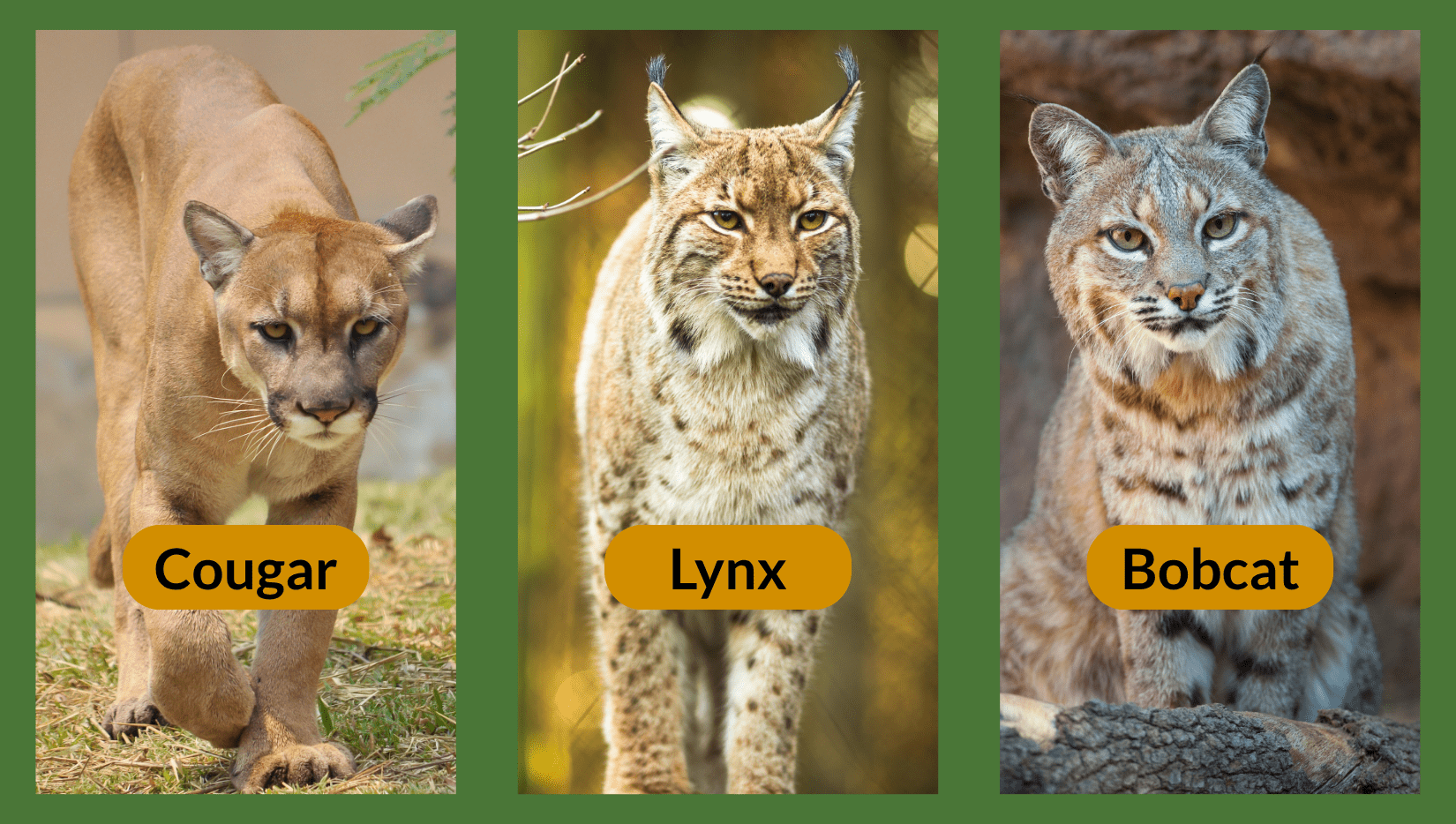 3 photos of Canadian wild cats: cougar, lynx, bobcat