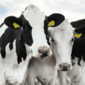 Dairy cows outdoors on pasture.