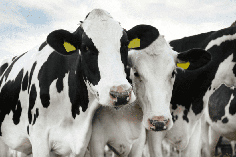 Dairy cows outdoors on pasture. 