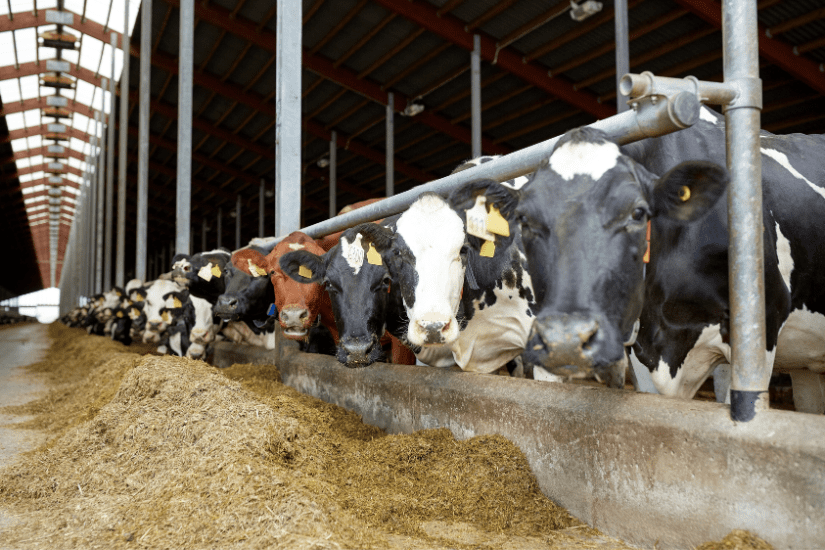 Dairy cows inside a dairy barn.