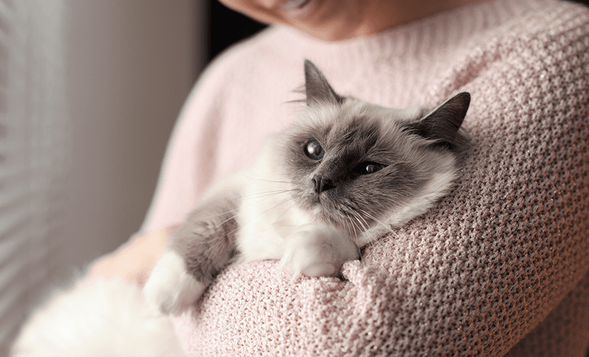 A fluffy Himalayan cat being held in the arms of a smiling woman wearing a pink sweater.