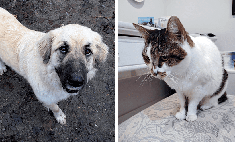 Lady, a white kangal and estrela mountain dog mix, and Sophia, a senior cat with white and brown tabby patches.